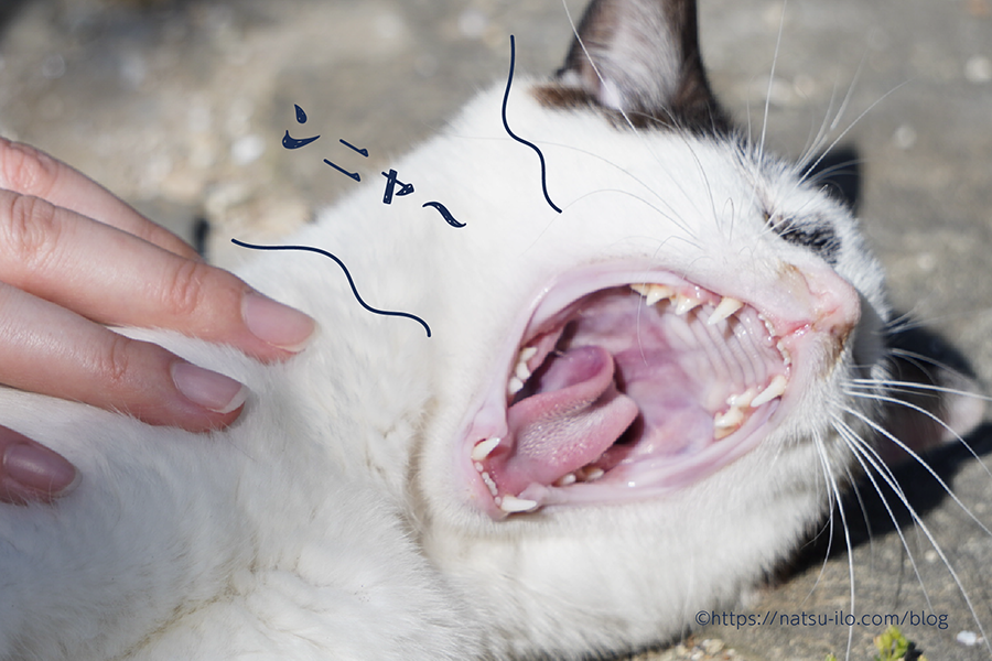 猫のあくび
